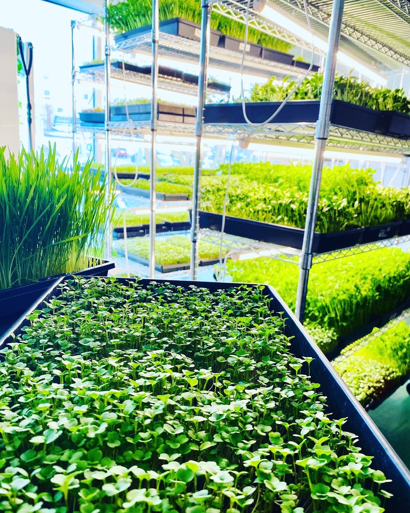 Indoor Growing for Your Family, Business, or Community