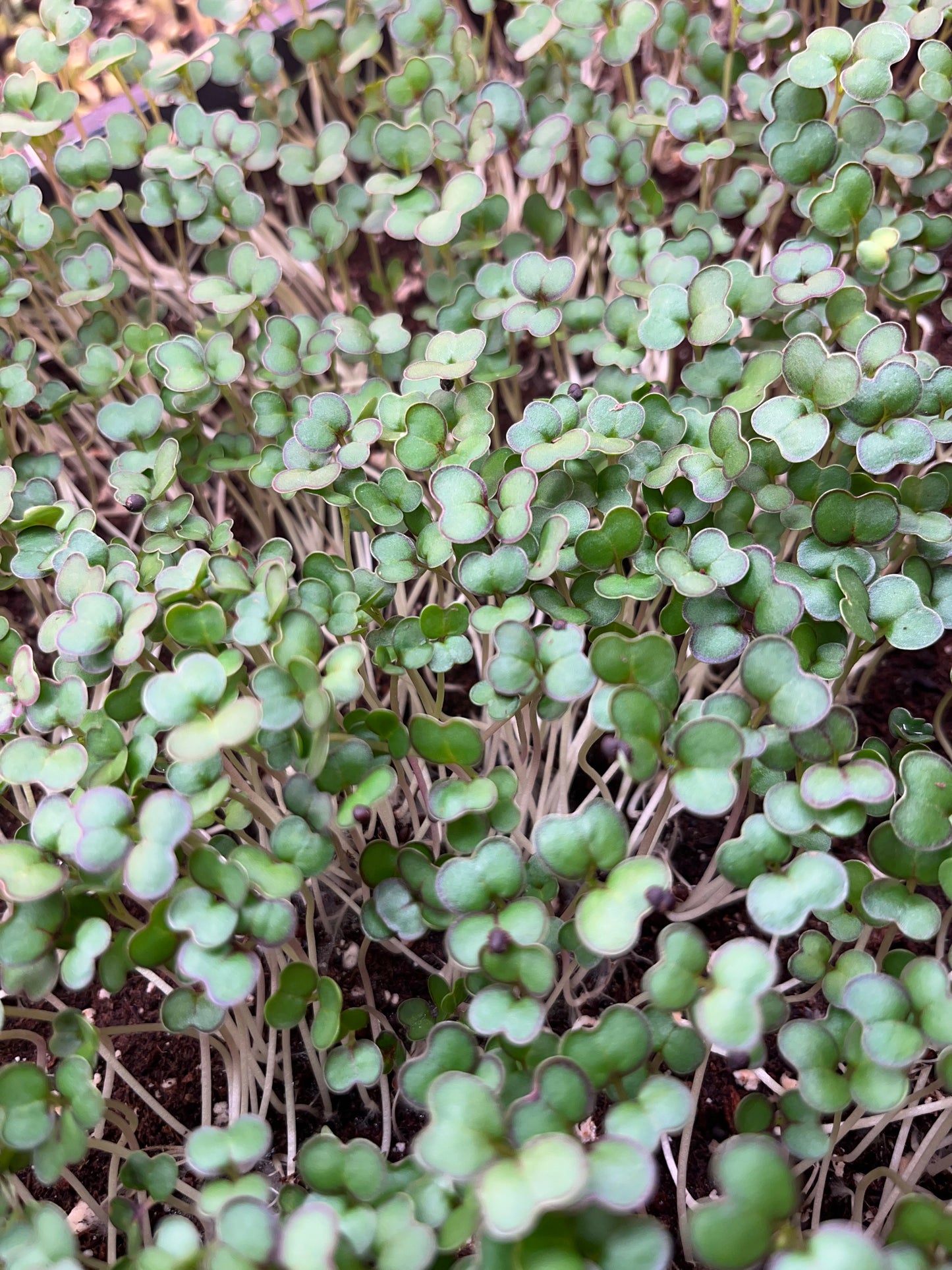 Kale Microgreens