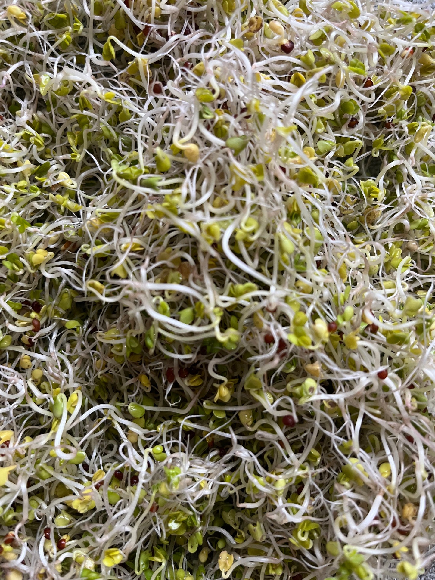 Broccoli Sprouts