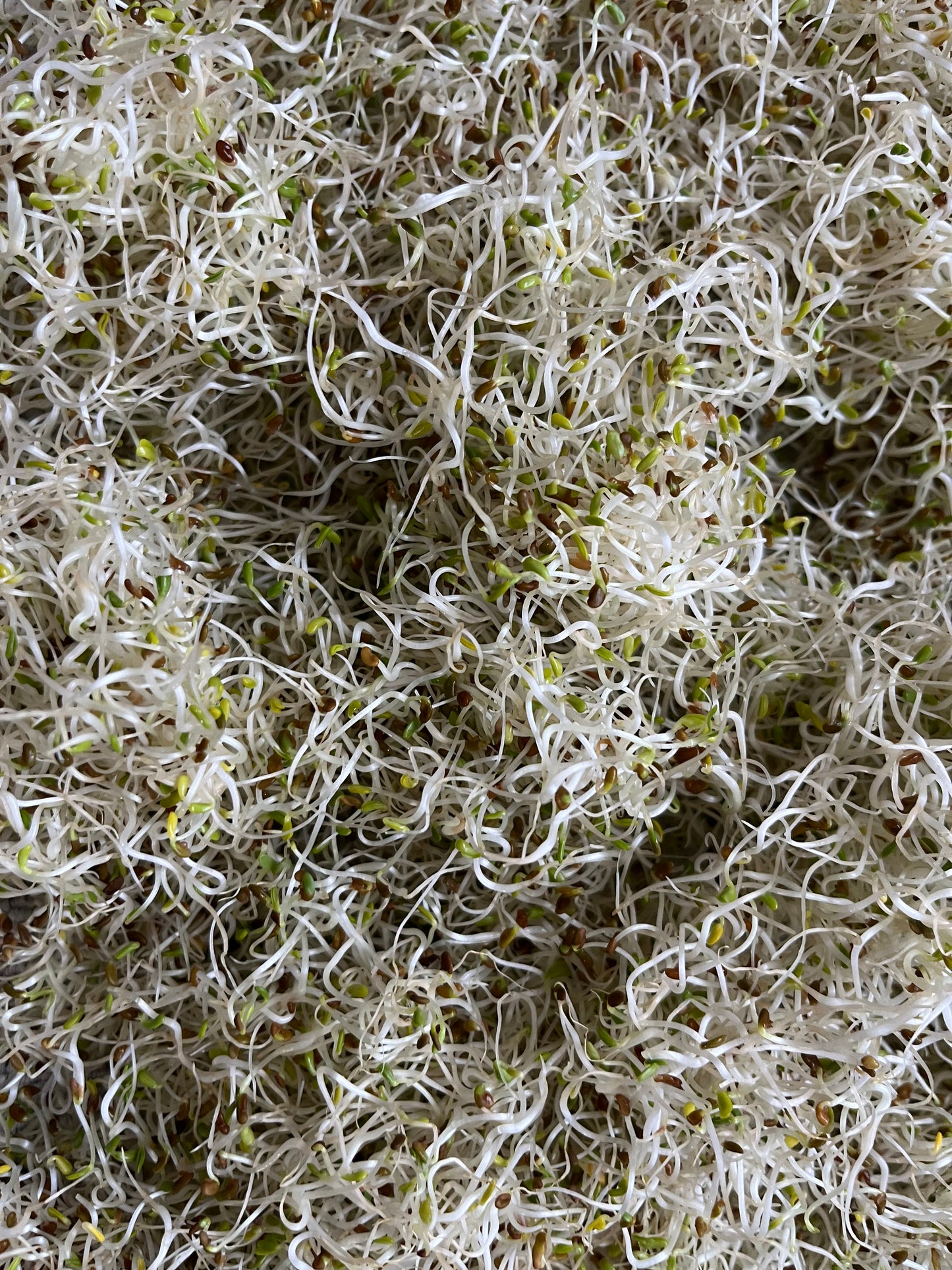 Alfalfa Sprouts