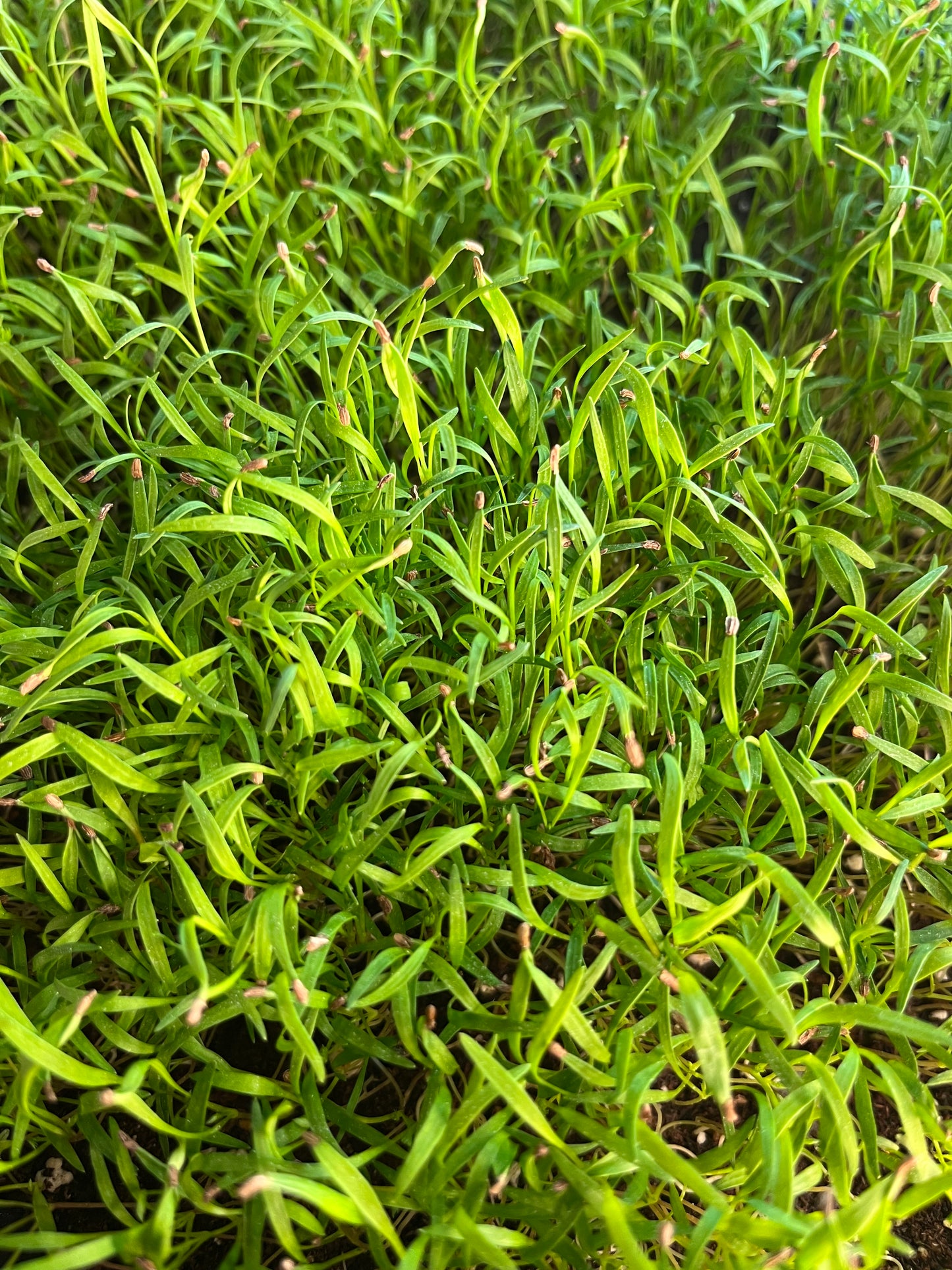 Carrot Microgreens
