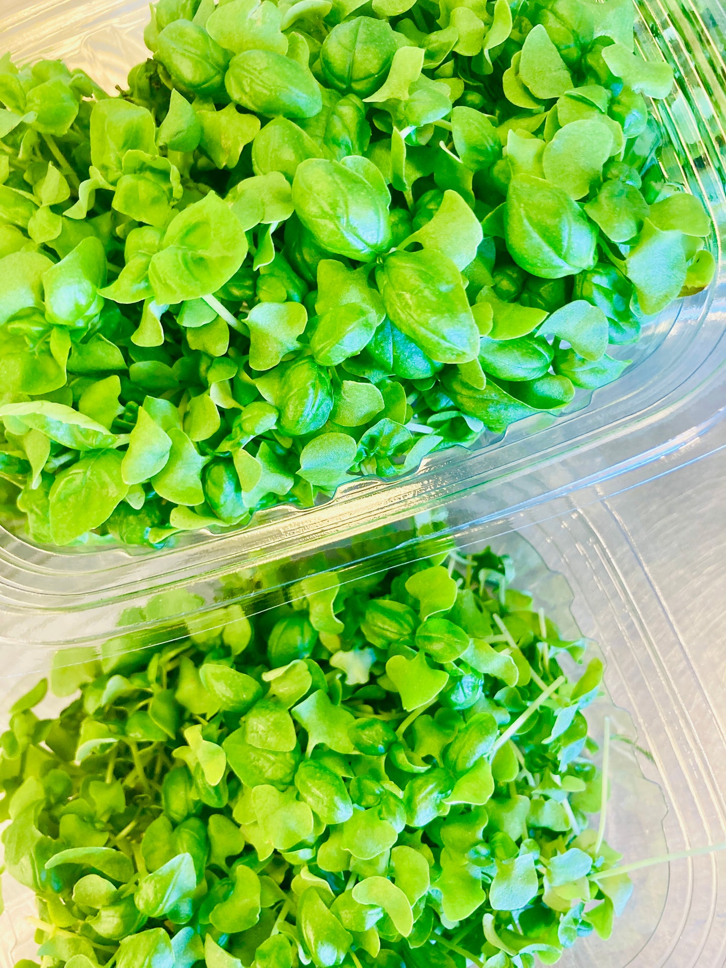 Basil Microgreens