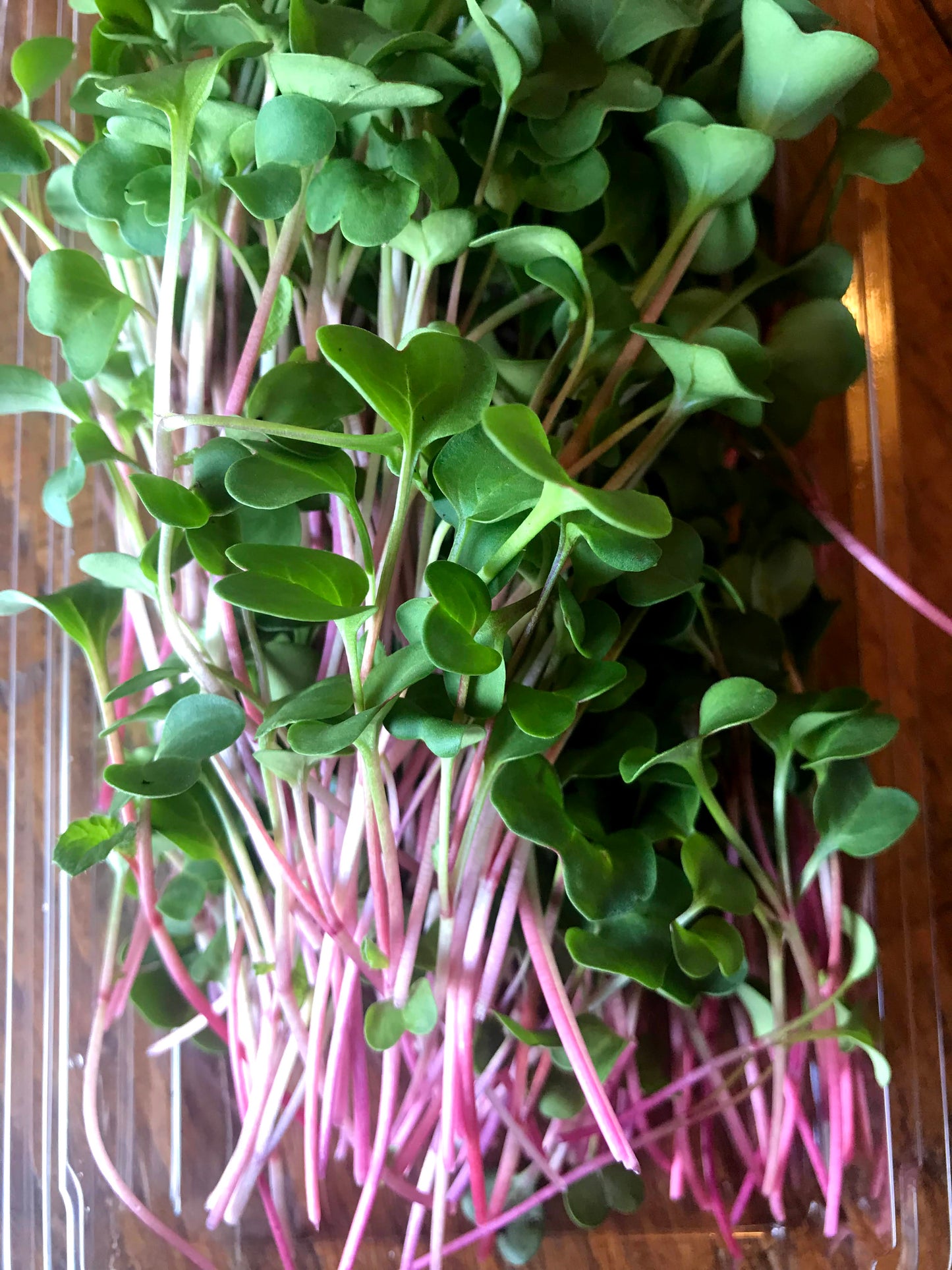 Ruby Stem Radish Microgreens