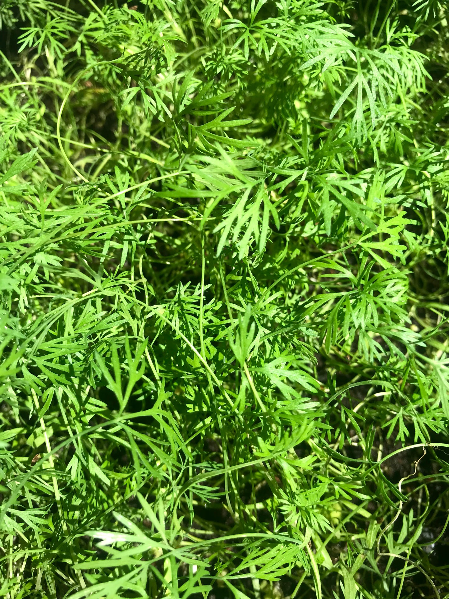 Zero Waste Microgreens Subscription - Monthly