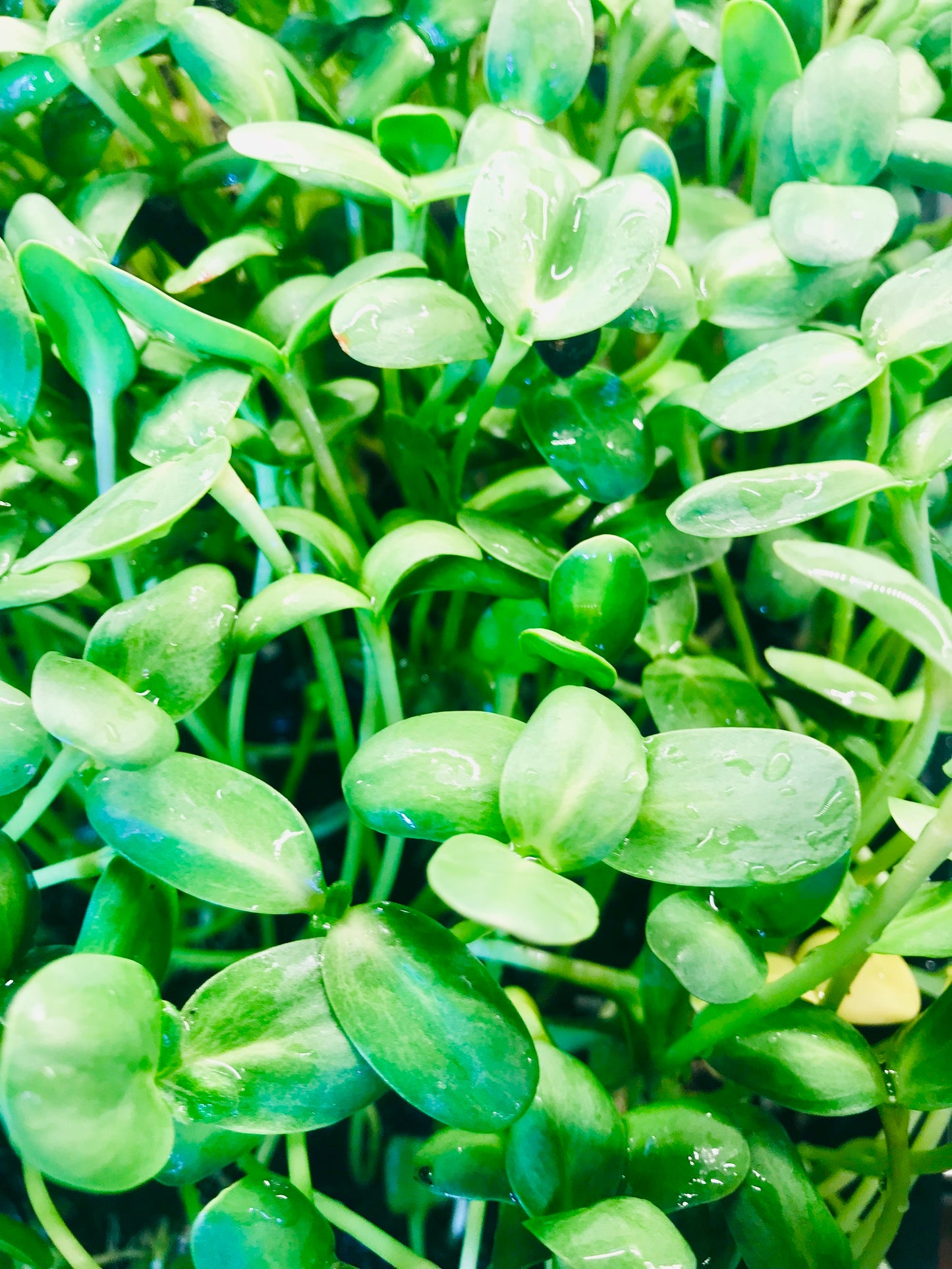 Sunflower Shoots