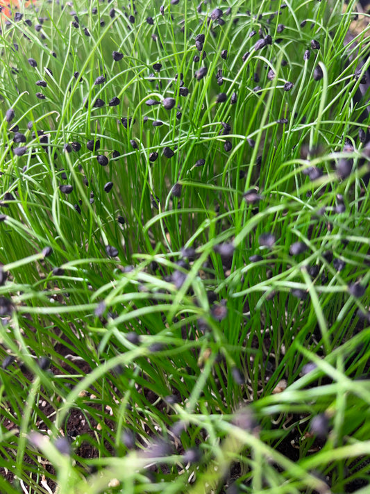 Garlic Chive Microgreens
