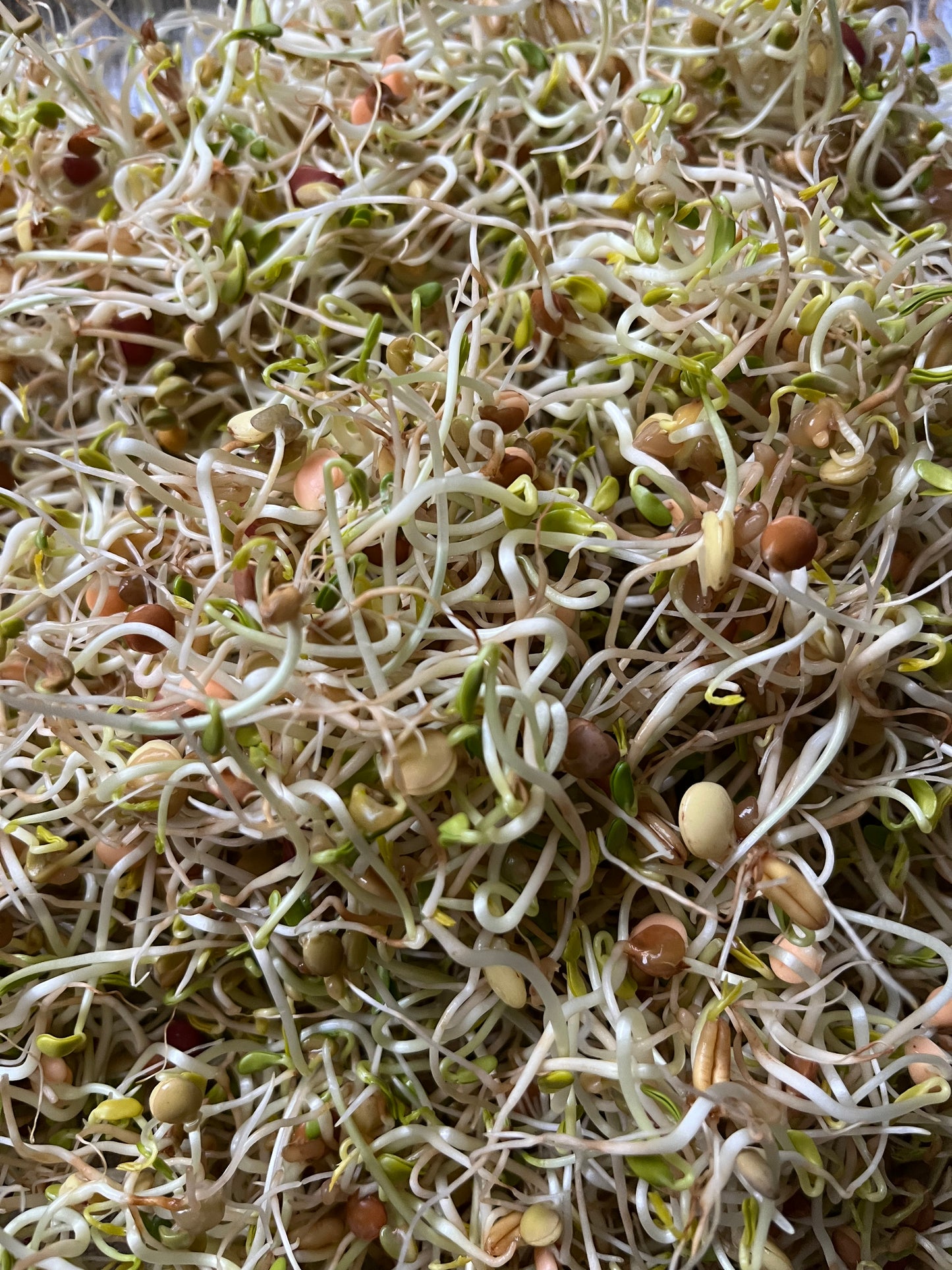 Ancient Eastern Sprout Blend