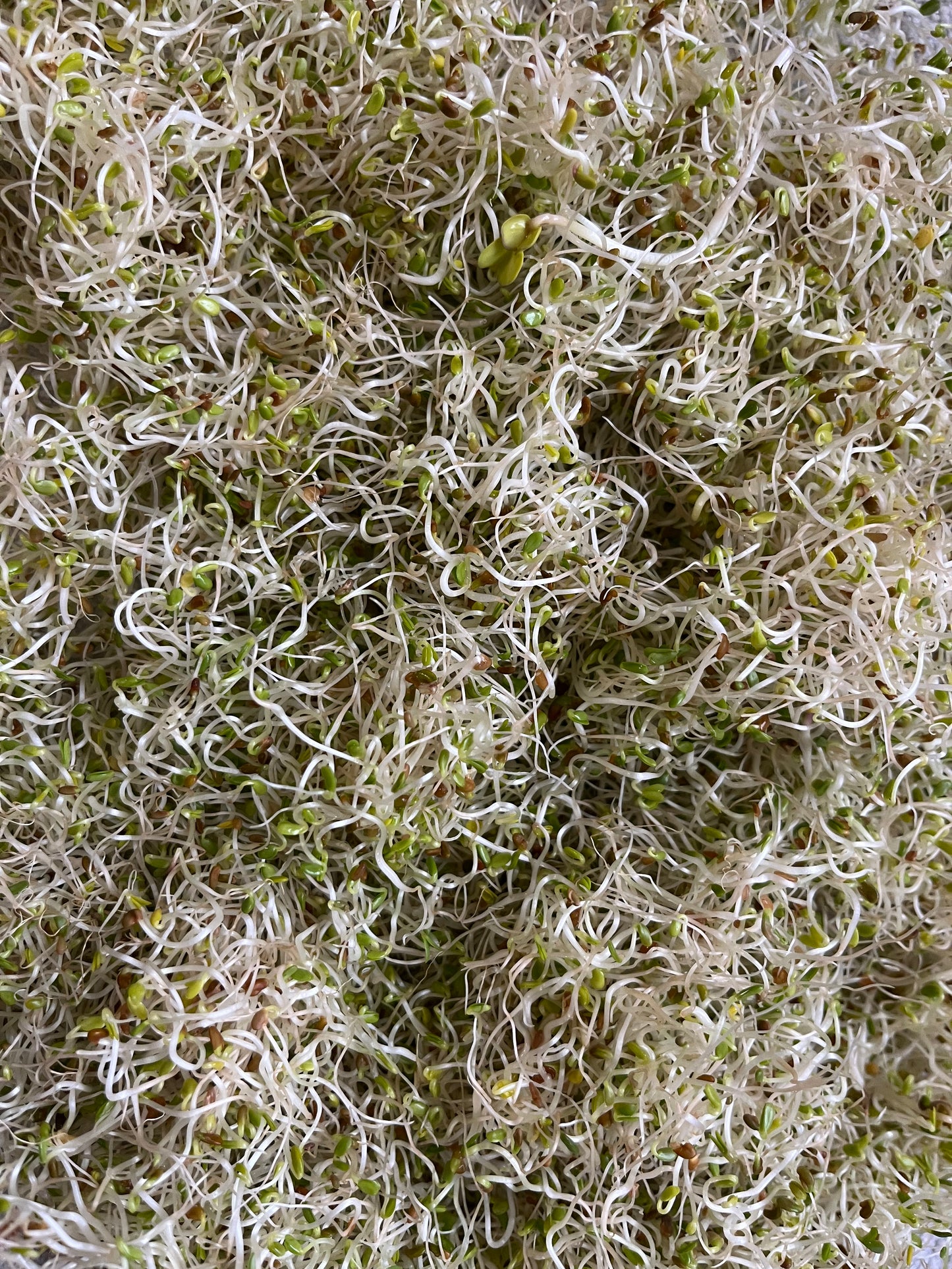 Sandwich Booster Sprouts