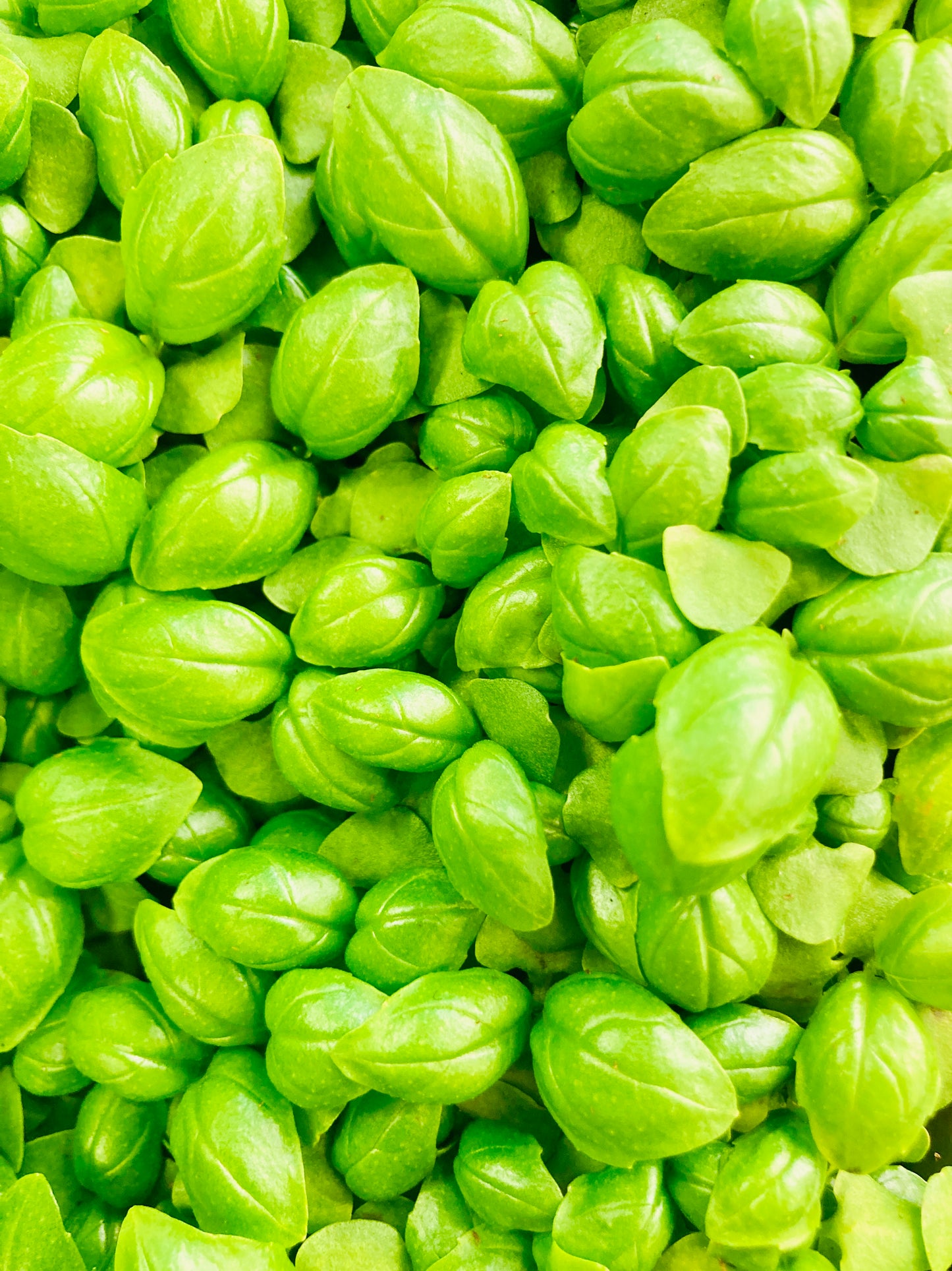 Basil Microgreens