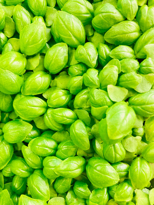 Basil Microgreens