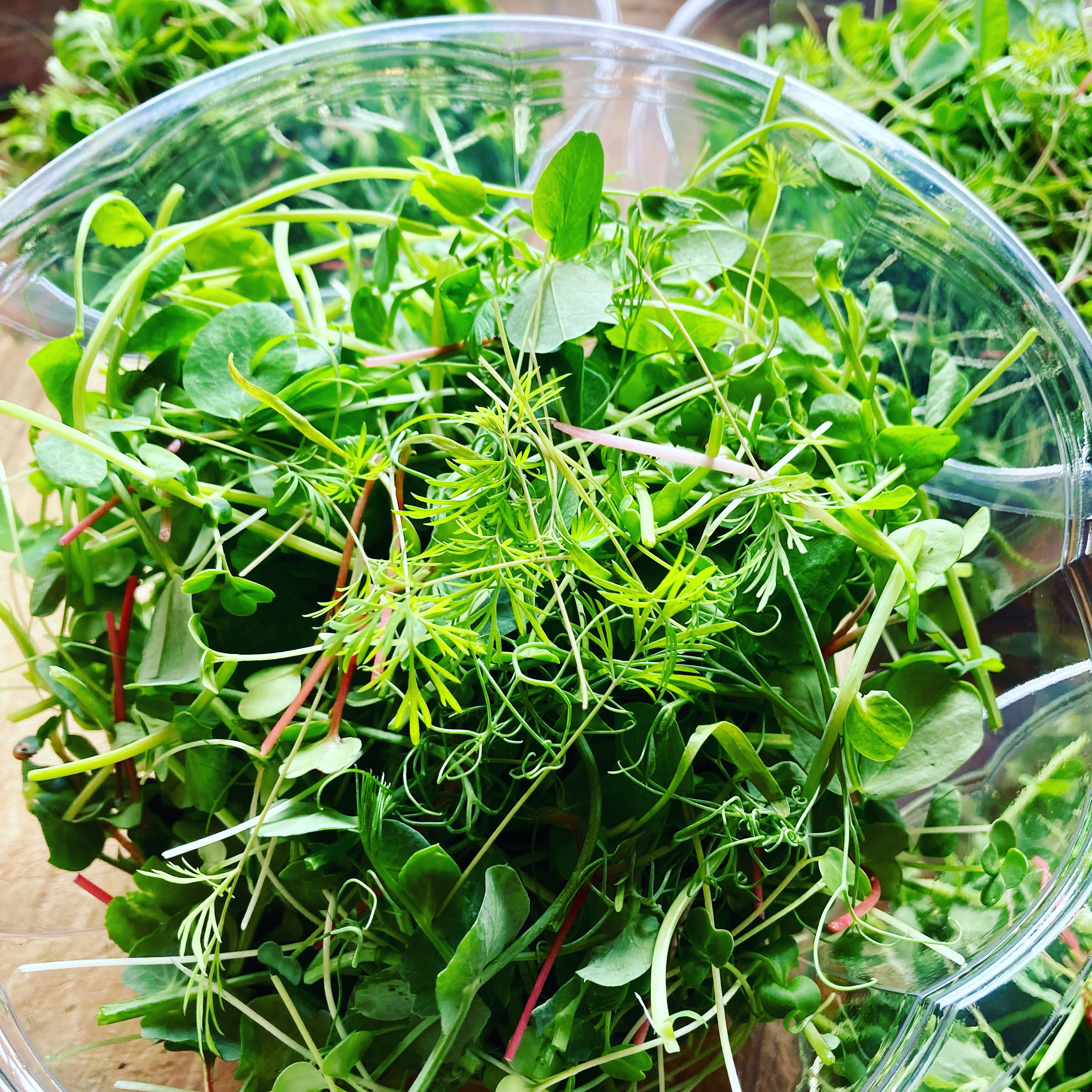 14+ Microgreen Salad Price Microgreen Salad Mix – Collective Joy Farm