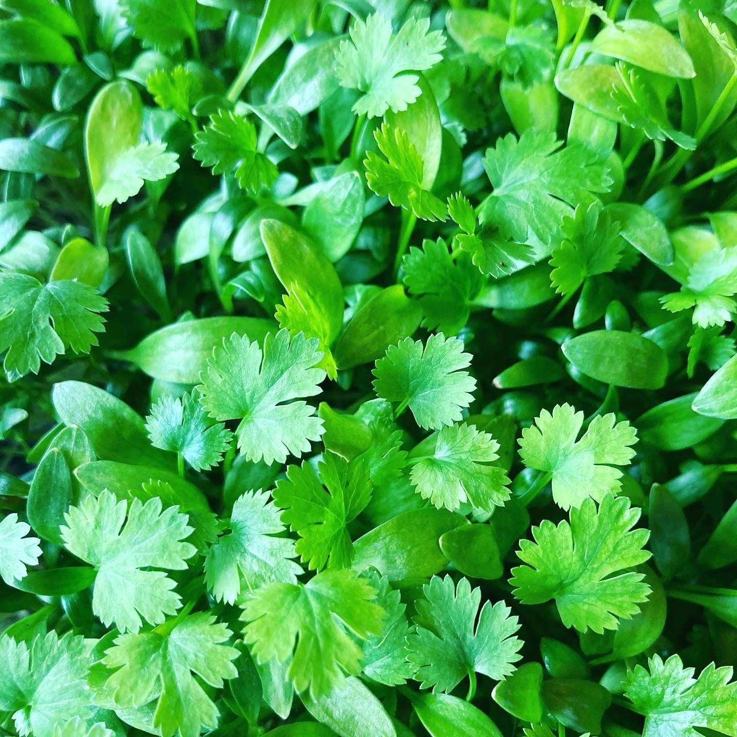 Enjoy the delicious taste of fresh cilantro all year! Cilantro microgreens are gorgeous on the plate as well as being high in vitamins C and K and antioxidants. Wonderful!