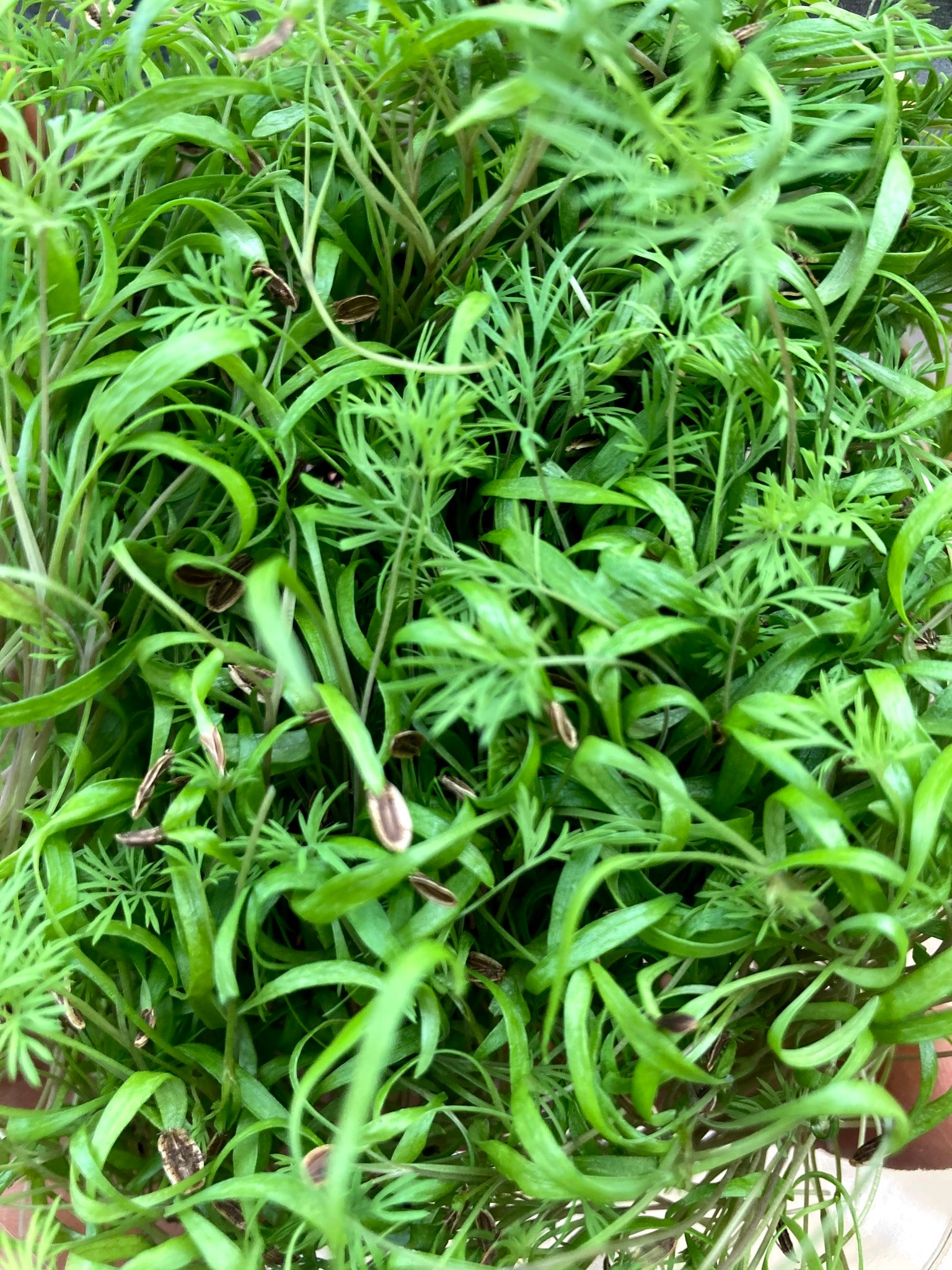 image of lovely feather dill microgreens