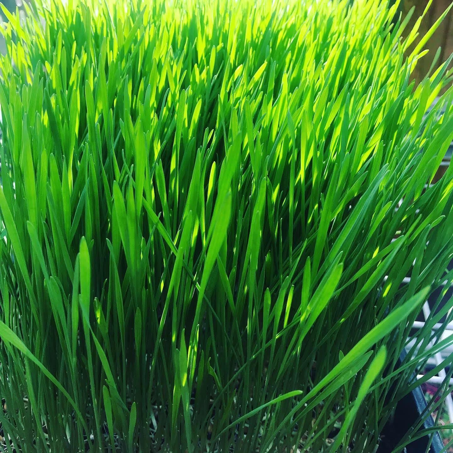 Wheatgrass/Catgrass